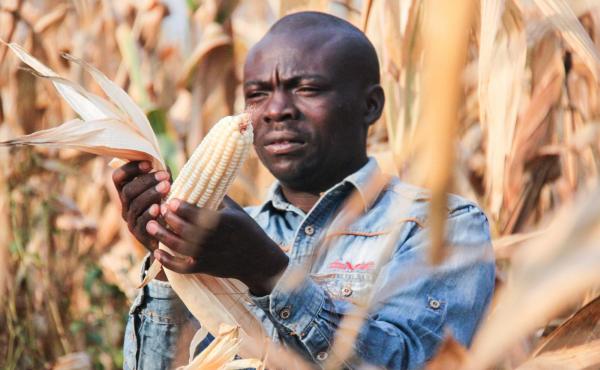 Picture: A farmer inspects his crop