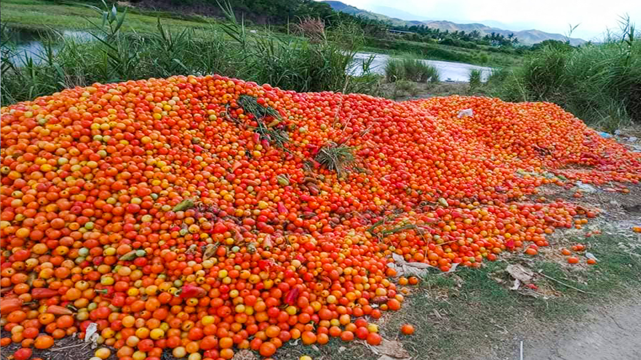 Wasted tomatoes lying to rot