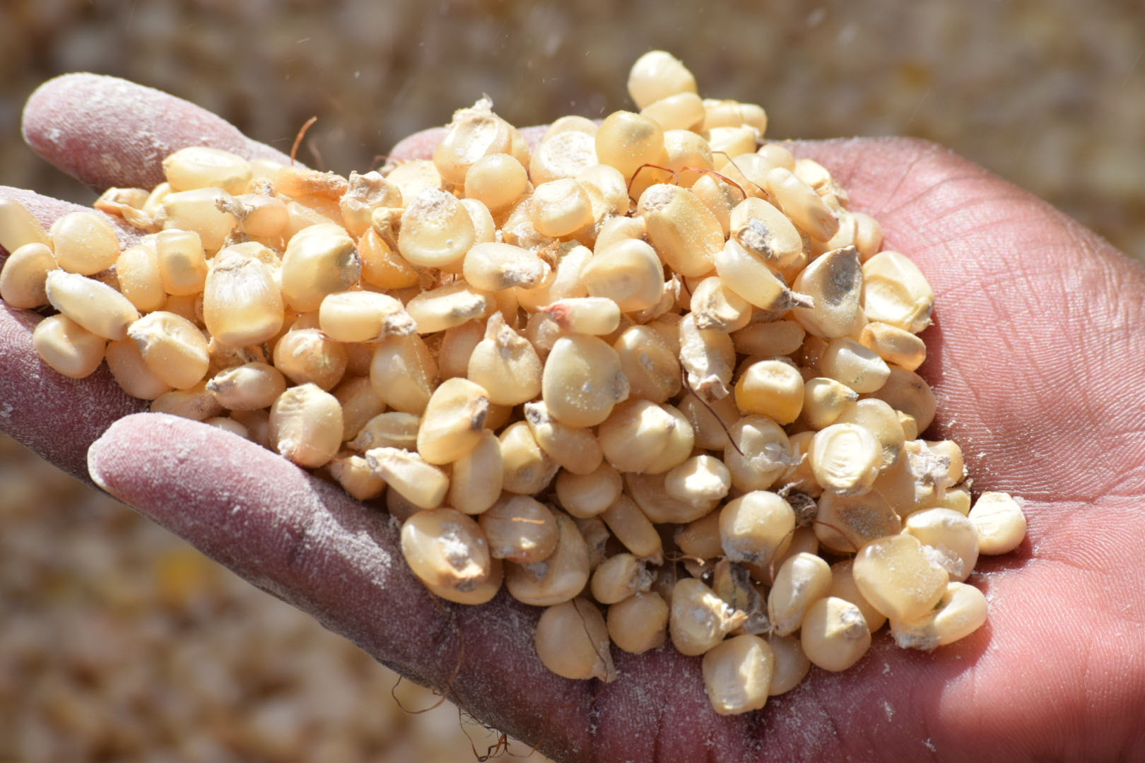 Grains. Photo: WFP/Alex Lozan