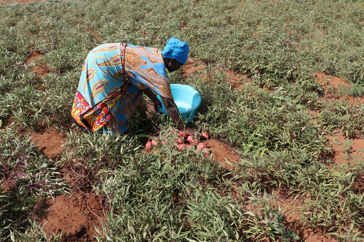 Mwanaisha Halua, one of the early adopters of orange fleshed sweet potato crop in Makere village, Tana River County, southeast of Kenya harvests tubers from one of her plots. Photo: WFP/Martin Karimi