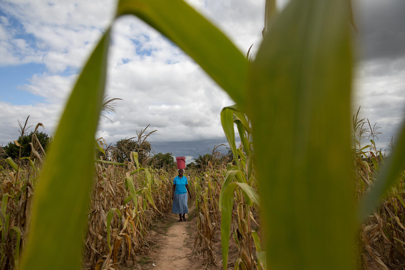 A smallholder farmer standing front of a field of maize. Photo: WFP/Samantha Reinders