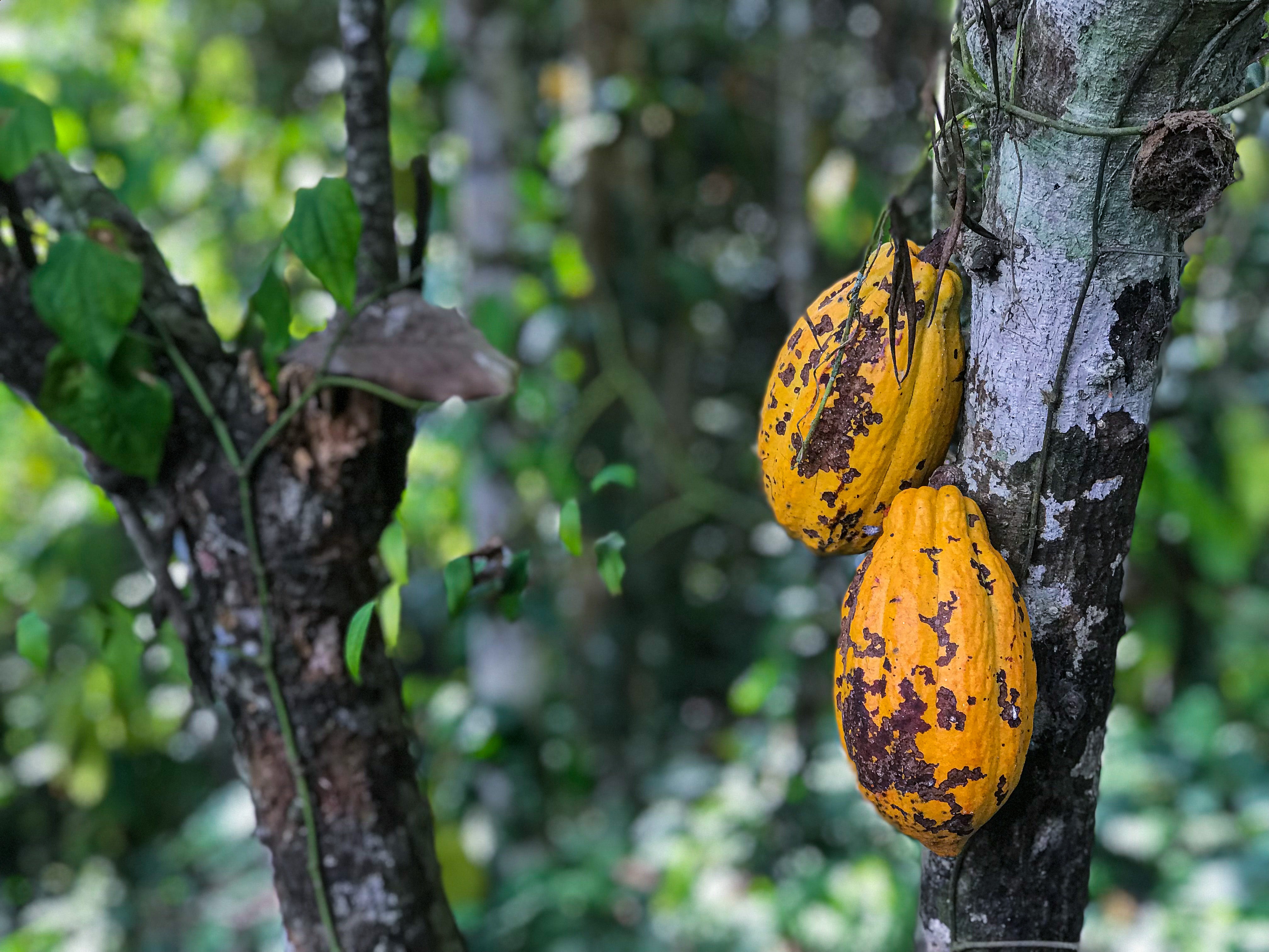 Cocoa plants. Photo: WFP/Kyle Hinkson