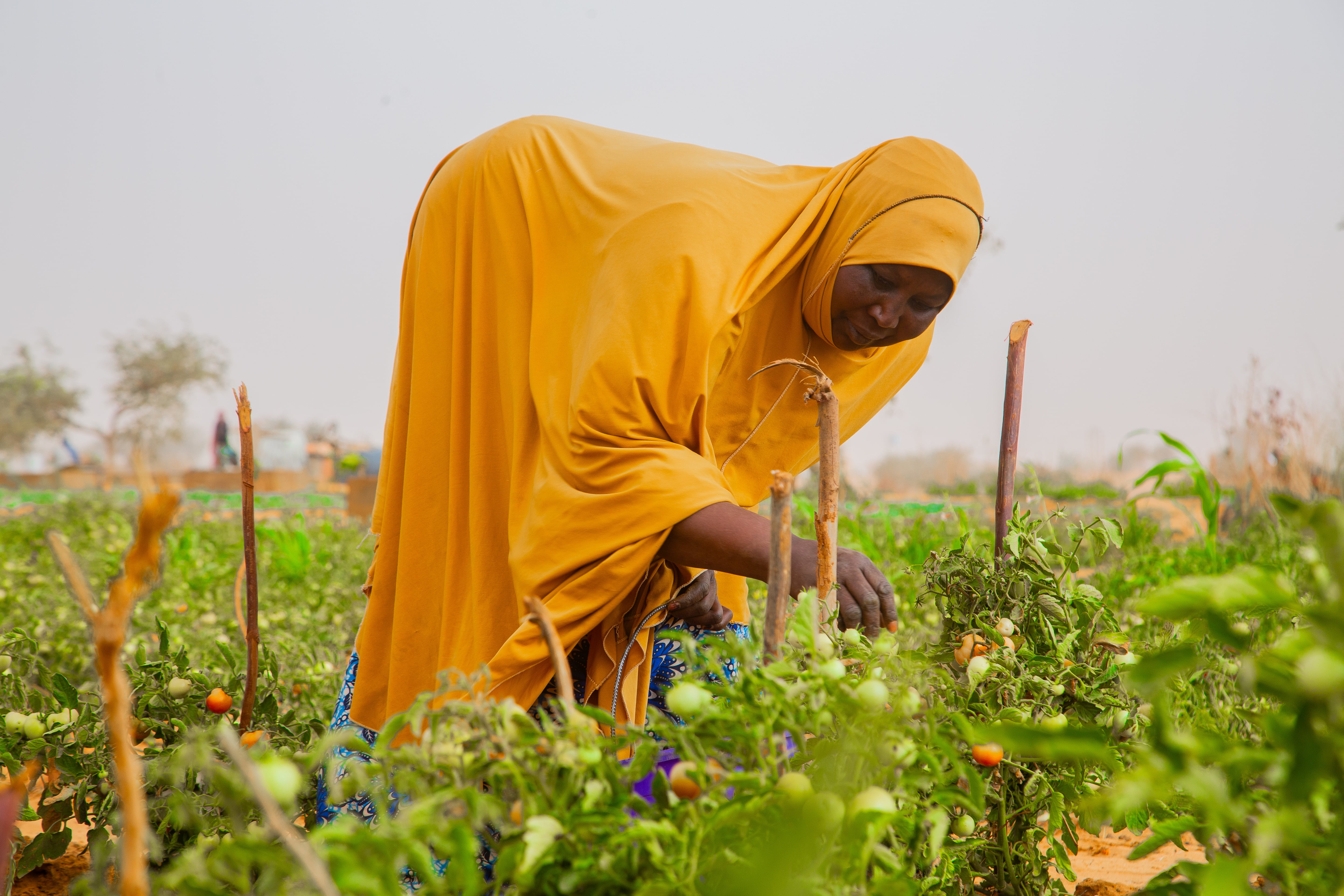 A woman bends over to inspect a tomato plant in a field.