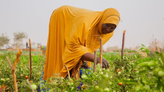 A woman bends over to inspect a tomato plant in a field.