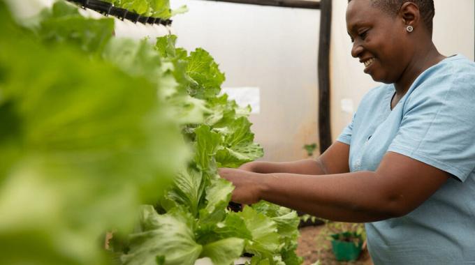 Zimbabwe: Emily checks the pH balance of her lettuce at home in Tshabalala; she hopes to do hydroponics on a larger scale to supply her community with fresh and climate-smart vegetables. Photo: WFP/Samantha Reinders