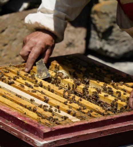 A beekeeper's hands scraping honey from a manmade honeycomb. Photo: WFP/Mariam Avetisyan
