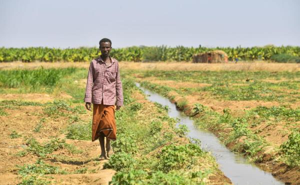 The farm of Dhaqan Cooperative and Livestock Fattening, located in Digino village, Ethiopia's Somali Region.