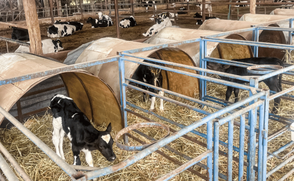 Greener Herd Cowshed