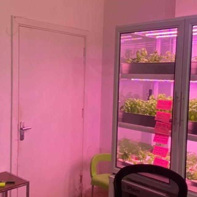 iplant