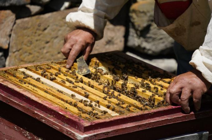 A beekeeper's hands scraping honey from a manmade honeycomb. Photo: WFP/Mariam Avetisyan