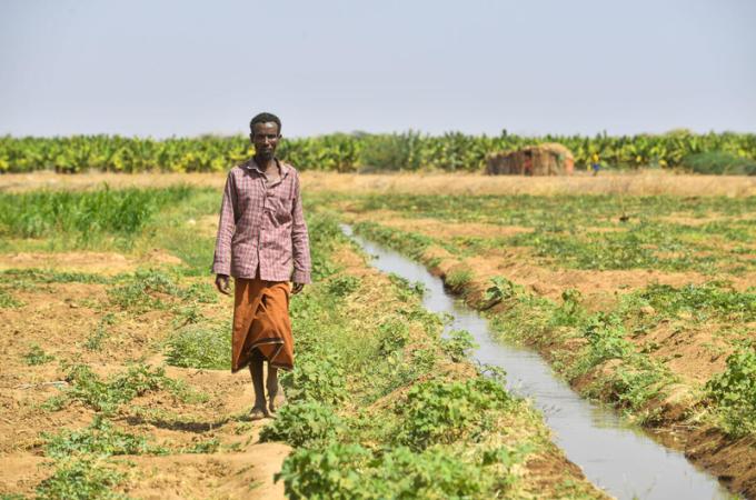The farm of Dhaqan Cooperative and Livestock Fattening, located in Digino village, Ethiopia's Somali Region.
