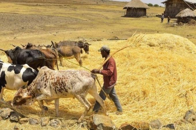 A farmer guides a group of oxen walking in a circle over a pile of harvested grain, threshing it by trampling. The scene is set in a rural Amhara region in Ethopia landscape with traditional thatched-roof huts in the background.